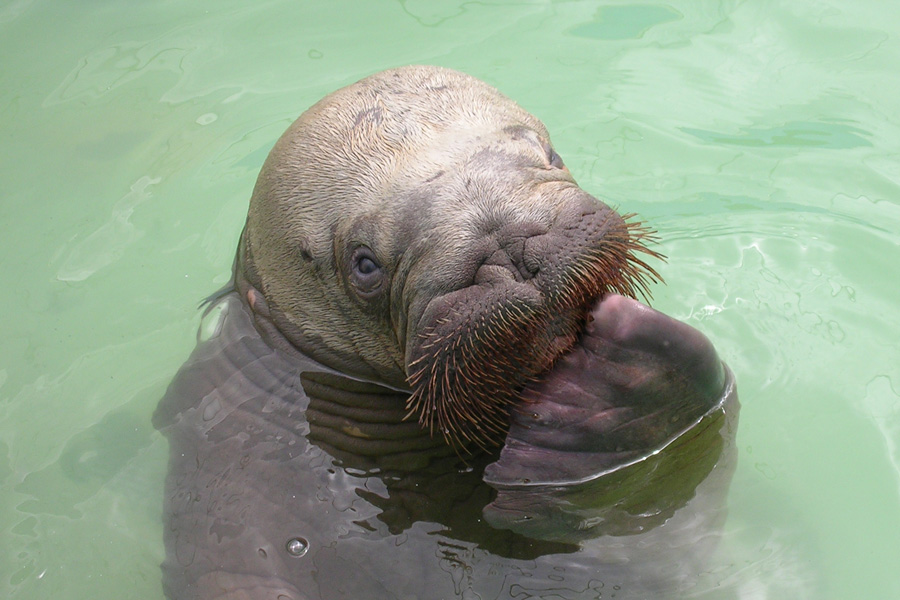 Walrus